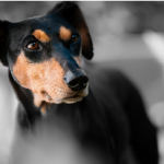 Dog Poop Pickup in Fenton Michigan