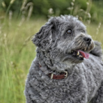 Dog Poop Pickup in Fenton Michigan