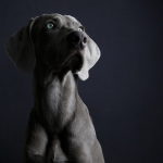 Dog Poop Pickup in Fenton Michigan