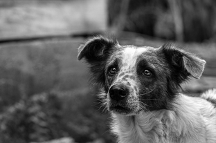 Dog Poop Pickup in Fenton Michigan