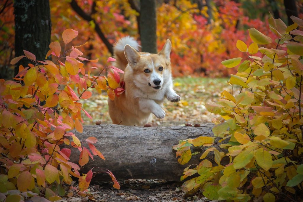 Dog Poop Pickup in Fenton Michigan