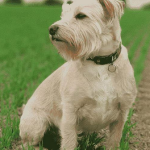 Dog Poop Pickup in Fenton Michigan