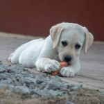 Dog Poop Pickup in Fenton Michigan