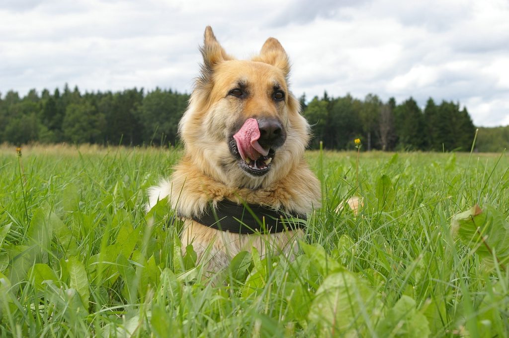 Dog Poop Pickup in Fenton Michigan